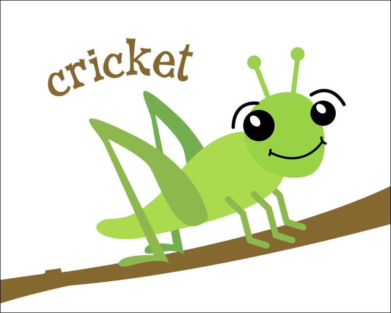 Cricket Clip Art