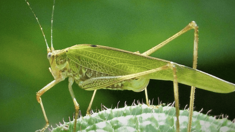 Cricket Insect Sound