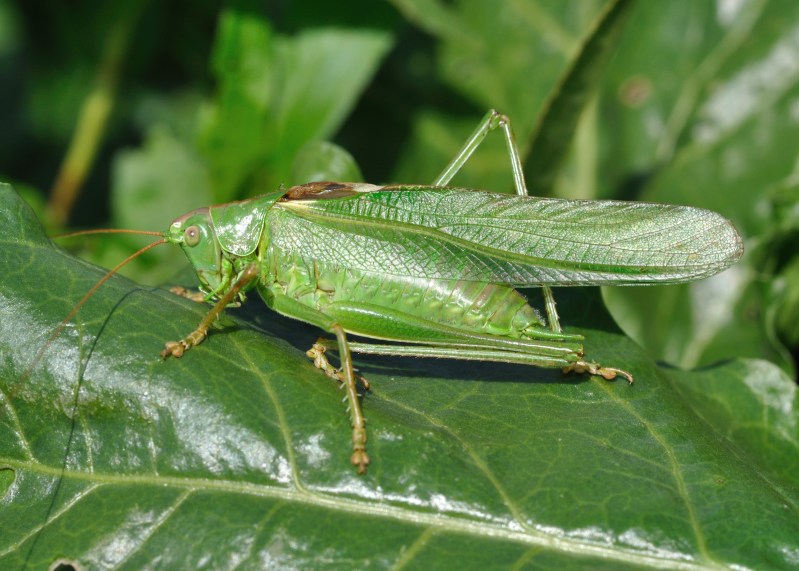 Cricket Meaning In Bengali Axycube Solutions Pvt Ltd 