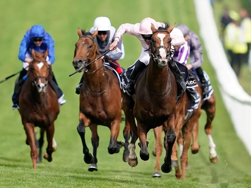 Enjoy The Thrill Of Horse Racing Betting With Racebets
