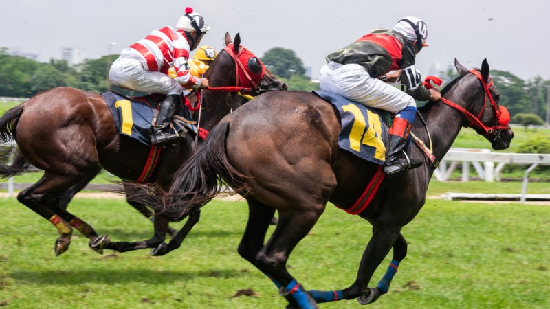 Get The Best Horse Racing Betting Experience With Racebets India