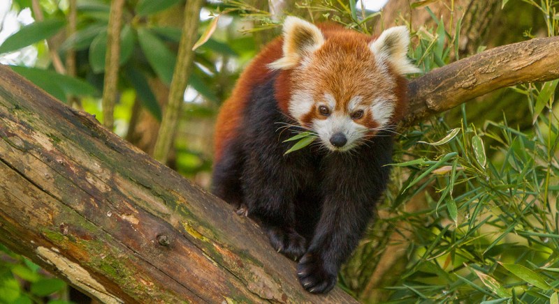 Get The Royal Treatment With Royal Panda’s Casino Games
