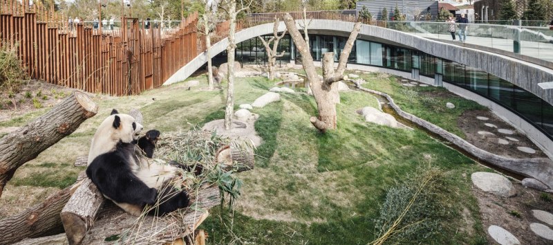 Get The Royal Treatment With Royal Panda’s Vip Program