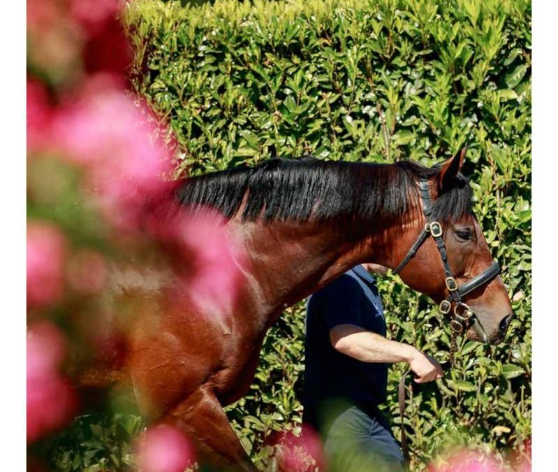 Join Racebets And Get Exclusive Horse Racing Betting Offers