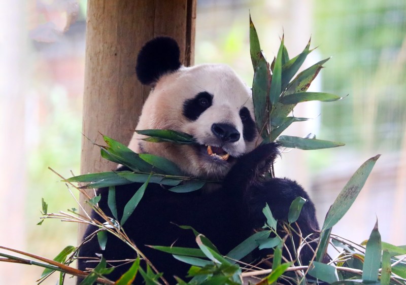 Join The Fun At Royal Panda’s Online Casino And Win Big
