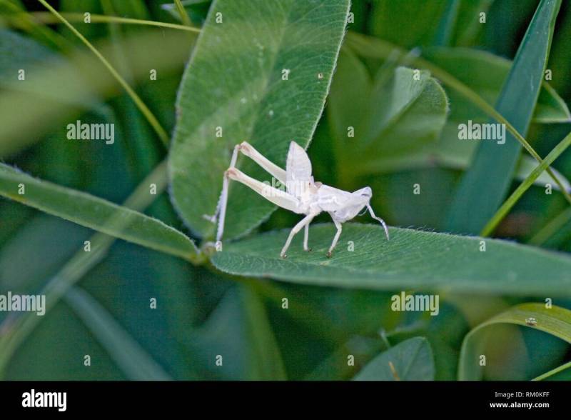 On The Grasshopper And Cricket