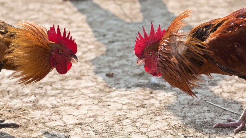 Online Cockfighting Game