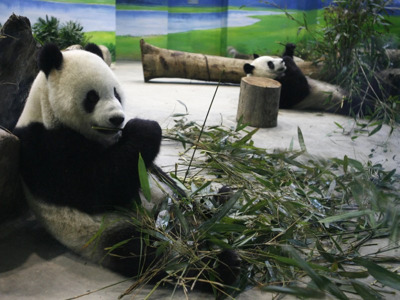 Royal Panda: Your Home For The Best Online Casino Games And Bonuses